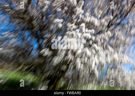 Prunus cerasifera 'Hessei', myrobalanische Pflaume, blühend blühende Baumzweige verschwommen in Bewegung, Frühlingsatmosphäre Stockfoto