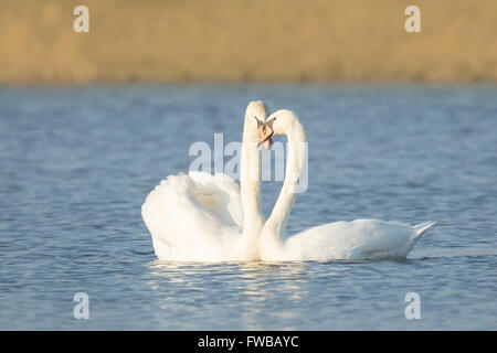 Höckerschwan Cygnus Olor paar in der Liebe Stockfoto