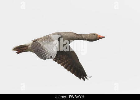 Nahaufnahme von einer Graugans (Anser Anser) während des Fluges auf einem weißen Hintergrund Stockfoto