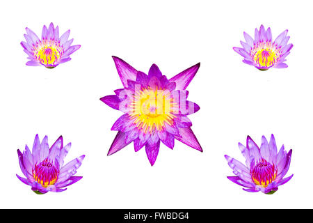 Lila Lotus isoliert auf weißem Hintergrund Stockfoto