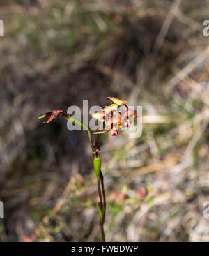 Schöne seltene West Australian wilde Blume Esel Orchideen Orchidaceae Diuris blühen im Frühjahr mit gelben und braunen Blüten. Stockfoto