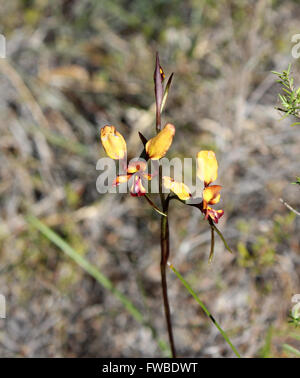 Schöne seltene West Australian wilde Blume Esel Orchideen Orchidaceae Diuris blühen im Frühjahr mit gelben und braunen Blüten. Stockfoto