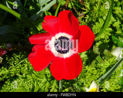 A close up of a Red Anemone Stockfoto