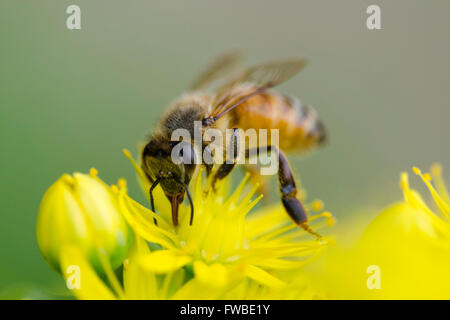 Biene Stockfoto