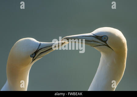 Nahaufnahme eines Paares von hinterleuchteten Basstölpel (Morus Bassanus) während der Balz, Bempton Cliffs, East Yorkshire, UK Stockfoto