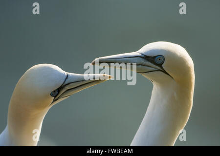 Nahaufnahme eines Paares von hinterleuchteten Basstölpel (Morus Bassanus) während der Balz, Bempton Cliffs, East Yorkshire, UK Stockfoto