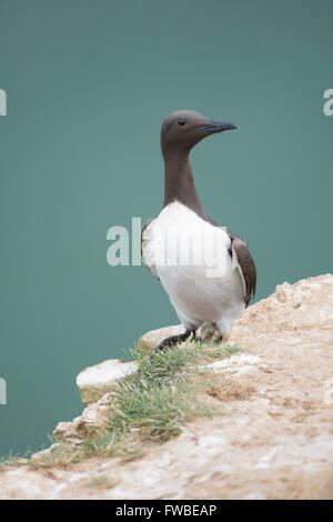 Ein Erwachsener Guillemot (Uria Aalge) im Sommer Gefieder am Rande der Klippen mit Meer im Hintergrund, Bempton Cliffs, East Yorkshire Zucht Stockfoto