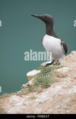 Ein Erwachsener Guillemot (Uria Aalge) im Sommer Gefieder am Rande der Klippen mit Meer im Hintergrund, Bempton Cliffs, East Yorkshire Zucht Stockfoto