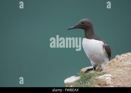 Ein Erwachsener Guillemot (Uria Aalge) im Sommer Gefieder am Rande der Klippen mit Meer im Hintergrund, Bempton Cliffs, East Yorkshire Zucht Stockfoto