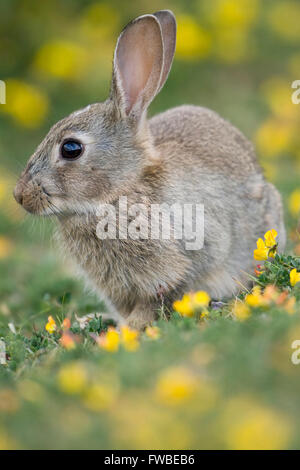 Ein junge Kaninchen (Oryctolagus Cuniculus) knabbert, Rasen und Blumen, Minsmere, Suffolk, UK Stockfoto