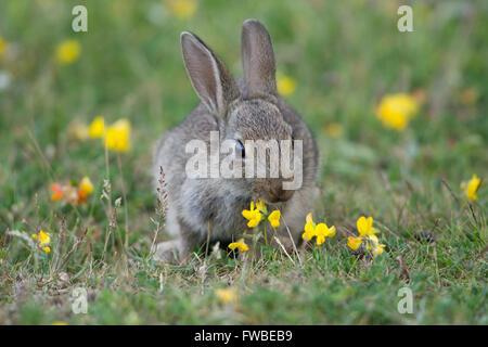 Ein junge Kaninchen (Oryctolagus Cuniculus) knabbert, Rasen und Blumen, Minsmere, Suffolk, UK Stockfoto