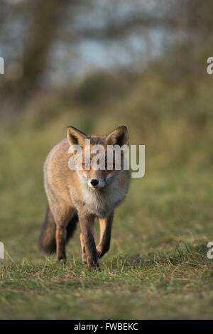 Rotfuchs entspannt / Rotfuchs (Vulpes Vulpes) geht langsam über einer gemähten Wiese am Rand eines Waldes. Stockfoto