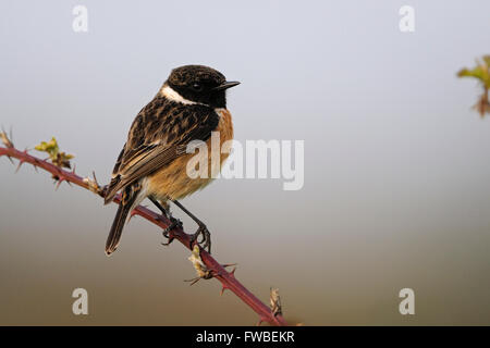 Europäische Schwarzkehlchen (Saxicola Torquata), männliche in der Zucht Kleid, thront auf Blackberry Ranken vor ein sauberer Hintergrund. Stockfoto