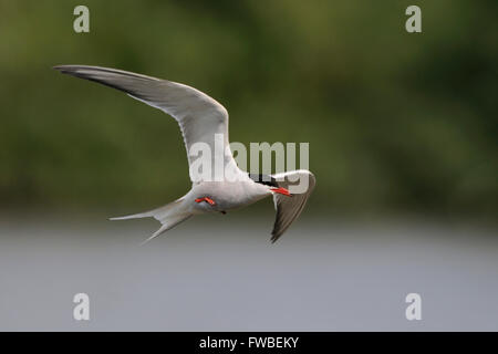 Elegante Seeschwalbe (Sterna Hirundo) im eleganten Flug über Binnengewässer vor einem schönen natürlichen Hintergrund. Stockfoto