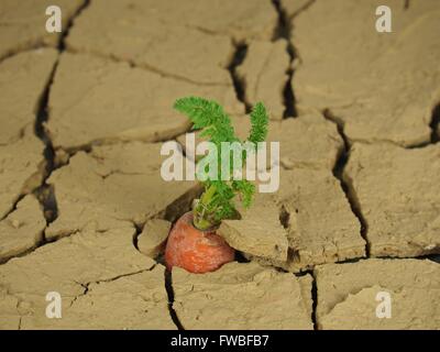Karotte am Hintergrund der rissigen Boden wächst Stockfoto