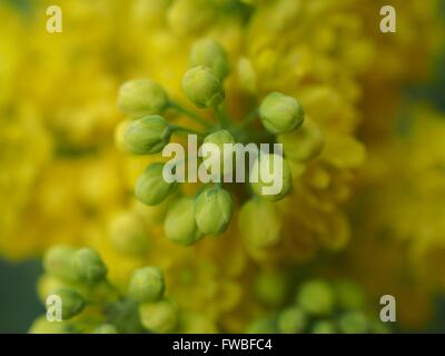 Mahonia Aquifolium Mahonie mit gelben Blüten Stockfoto