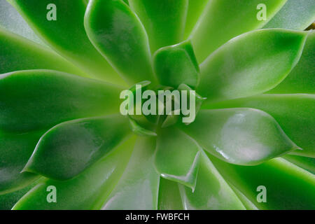 Echeveria Sukkulente, Makrofotografie, Ansicht von oben Stockfoto