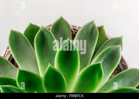 Echeveria Sukkulente, Makrofotografie, Ansicht von oben Stockfoto