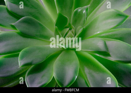 Echeveria Sukkulente, Makrofotografie, Ansicht von oben Stockfoto