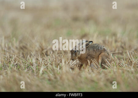 Braunhase / Europäischer Hase ( Lepus europaeus ) sitzt auf einem geernteten Feld, sieht etwas ängstlich aus, Wildtiere, Europa. Stockfoto