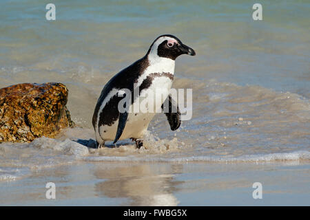 Afrikanische Pinguin (Spheniscus Demersus) im flachen Wasser, Western Cape, Südafrika Stockfoto