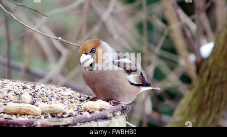 Kernbeißer auf einem Ast in Winterlandschaft Stockfoto