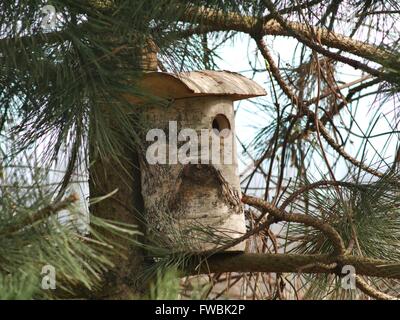 Holzkiste Vogel auf weißem Hintergrund Stockfoto