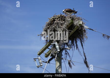 Fischadler Nest gebaut auf ein Strommast aufräumen Stockfoto