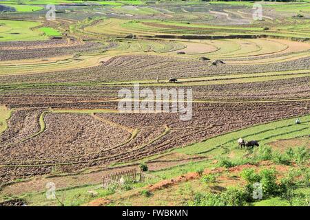 Landwirt drehen den Boden in Reis Terrasse Felder, Hanoi, Vietnam, Asien Stockfoto