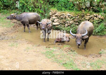 Wasserbüffel ruht in Schlamm Teich, Sapa, Loa Cai, Vietnam, Asien Stockfoto