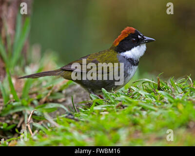 Kastanien-capped Pinsel finch Stockfoto