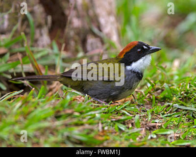 Kastanien-capped Pinsel finch Stockfoto