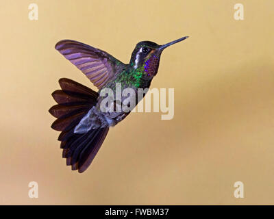 Männliche Mountaingem lila-throated Kolibri schwebend Stockfoto