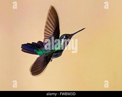 Männliche Mountaingem lila-throated Kolibri schwebend Stockfoto