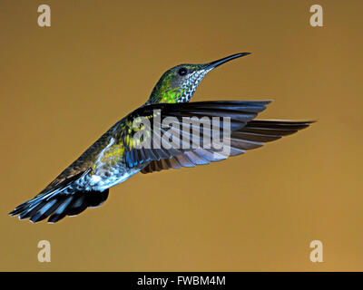 Frau weiß-necked Jakobiner Kolibri im Flug Stockfoto