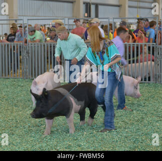 Hutchinson, Kansas, USA, 12. September 2015 4 H Schwein Wettbewerb an der Kansas State Fair.  Bildnachweis: Mark Reinstein Stockfoto