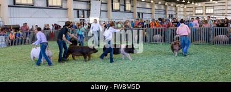 Hutchinson, Kansas, USA, 12. September 2015 4 H Schwein Wettbewerb an der Kansas State Fair.  Bildnachweis: Mark Reinstein Stockfoto