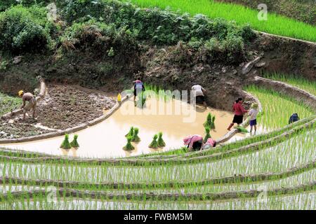 Einrahmer Verpflanzung Reis Sämlinge in Terrasse bewässerten Reisfeldern, Sapa, Lao Cai, Vietnam, Asien Stockfoto