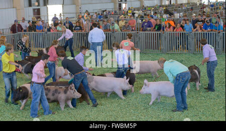 Hutchinson, Kansas, USA, 12. September 2015 4 H Schwein Wettbewerb an der Kansas State Fair.  Bildnachweis: Mark Reinstein Stockfoto