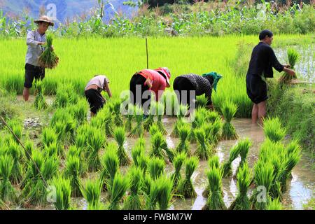 Einrahmer Verpflanzung Reis Sämlinge in Terrasse bewässerten Reisfeldern, Sapa, Lao Cai, Vietnam, Asien Stockfoto