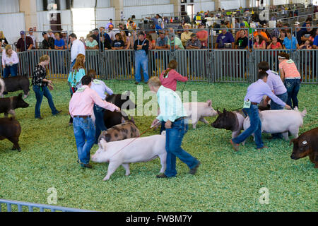 Hutchinson, Kansas, USA, 12. September 2015 4 H Schwein Wettbewerb an der Kansas State Fair.  Bildnachweis: Mark Reinstein Stockfoto