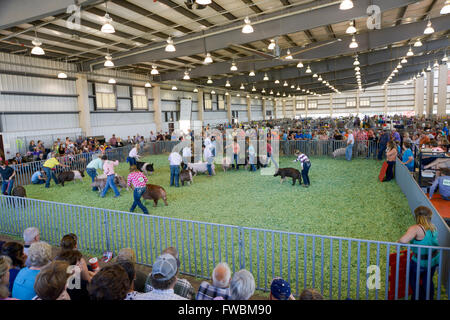 Hutchinson, Kansas, USA, 12. September 2015 4 H Schwein Wettbewerb an der Kansas State Fair.  Bildnachweis: Mark Reinstein Stockfoto