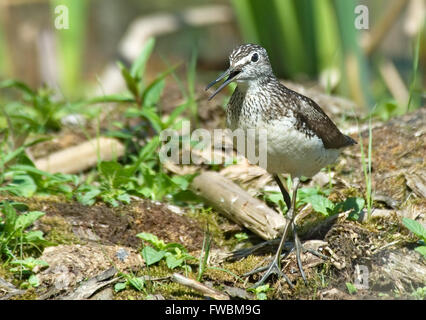 Weinend Waldwasserläufer (Tringa Ochropus) im Wald. Moscow Region, Russland Stockfoto