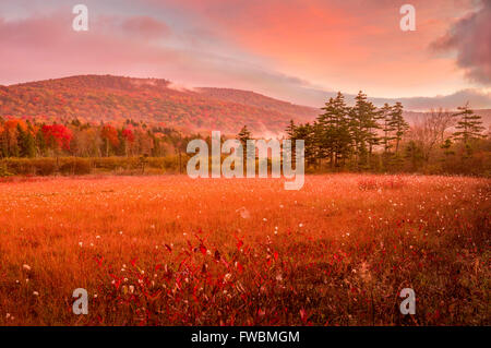 Früh am Morgen zeigt, dass eine dünne Schicht von Nebel hängt über den Hügeln rund um den wilden Cranberry Mooren von West Virginia. Stockfoto