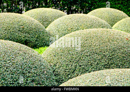 Abgerundete Hecke Hecke in Gärten der Calhoun Mansion, Meeting Street, Charleston, South Carolina, USA Stockfoto