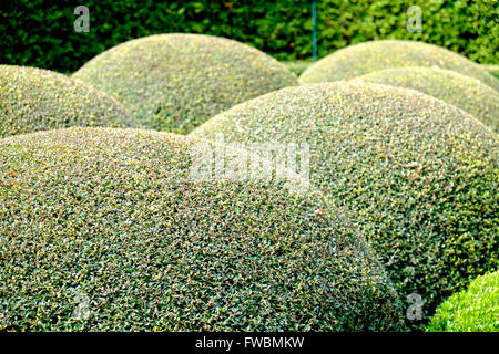 Abgerundete Hecke Hecke in Gärten der Calhoun Mansion, Meeting Street, Charleston, South Carolina, USA Stockfoto