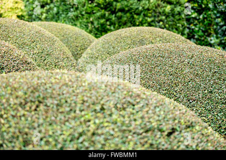 Abgerundete Hecke Hecke in Gärten der Calhoun Mansion, Meeting Street, Charleston, South Carolina, USA Stockfoto