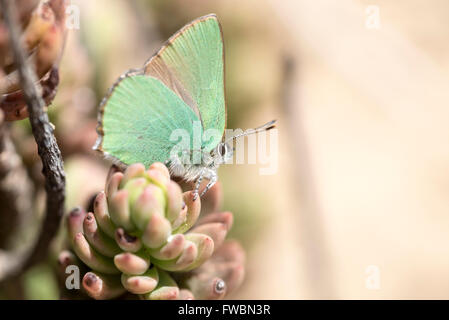 Ein grüner Zipfelfalter in Portugal getroffen Stockfoto