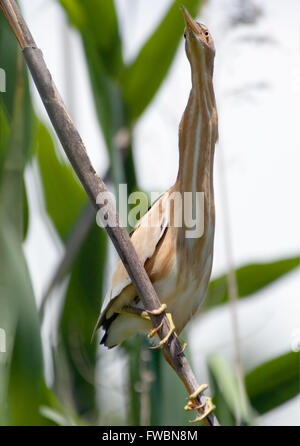 Sitzstangen Zwergdommel (Ixobrychus Minutus) bei Reed im Frühjahr. Side, Türkei Stockfoto