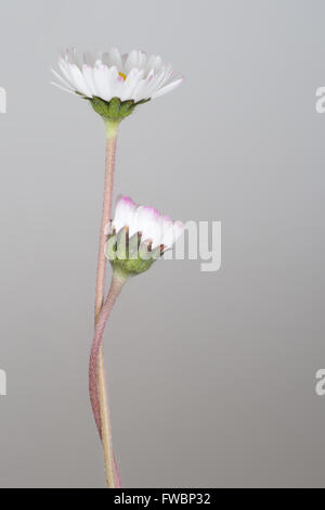 Fürsorglich, unterstützen Sie Metapher. Zwei Margeriten zu umarmen. Stockfoto